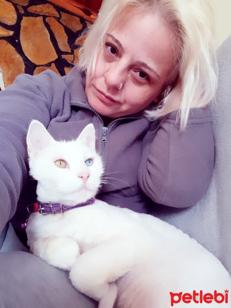 Van Kedisi, Kedi  Mia fotoğrafı