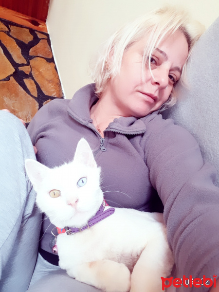 Van Kedisi, Kedi  Mia fotoğrafı