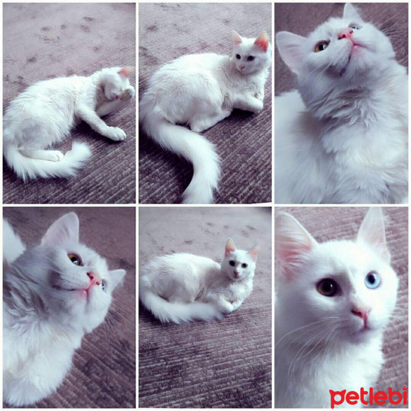 Van Kedisi, Kedi  Mia fotoğrafı