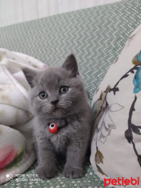 British Shorthair, Kedi  Mızrap fotoğrafı