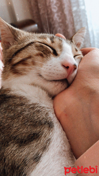 Tekir Kedi, Kedi  Mila fotoğrafı