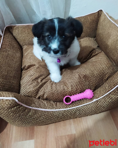 Maltese, Köpek  Pulli fotoğrafı