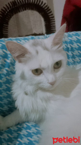 Van Kedisi, Kedi  Zarife fotoğrafı