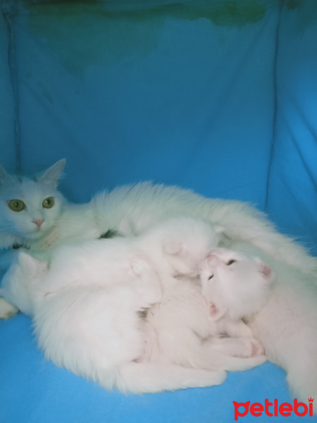 Van Kedisi, Kedi  Zarife fotoğrafı