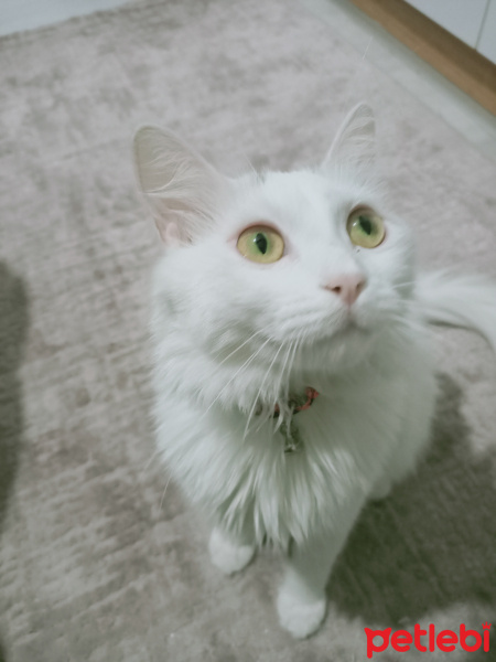 Van Kedisi, Kedi  Zarife fotoğrafı