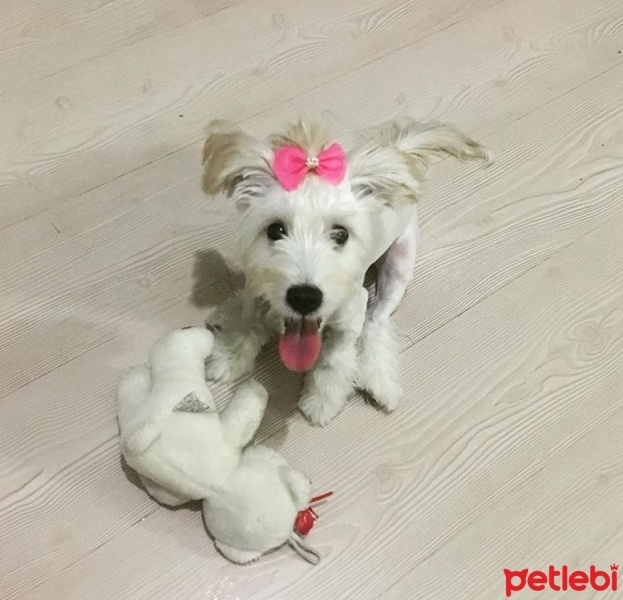 Maltese, Köpek  Muf fotoğrafı