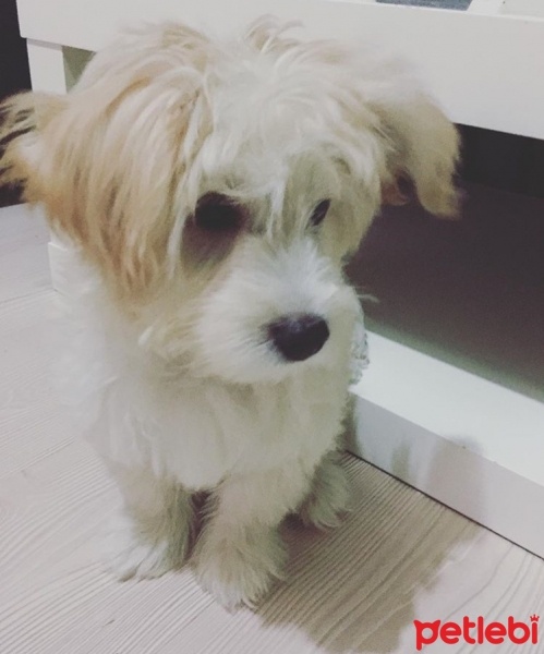 Maltese, Köpek  Muf fotoğrafı