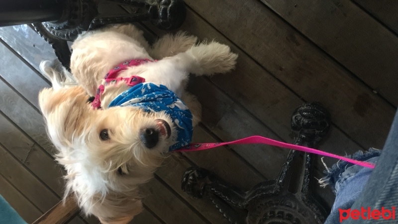 Maltese, Köpek  Muf fotoğrafı