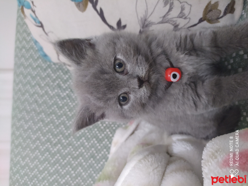 British Shorthair, Kedi  Ares fotoğrafı
