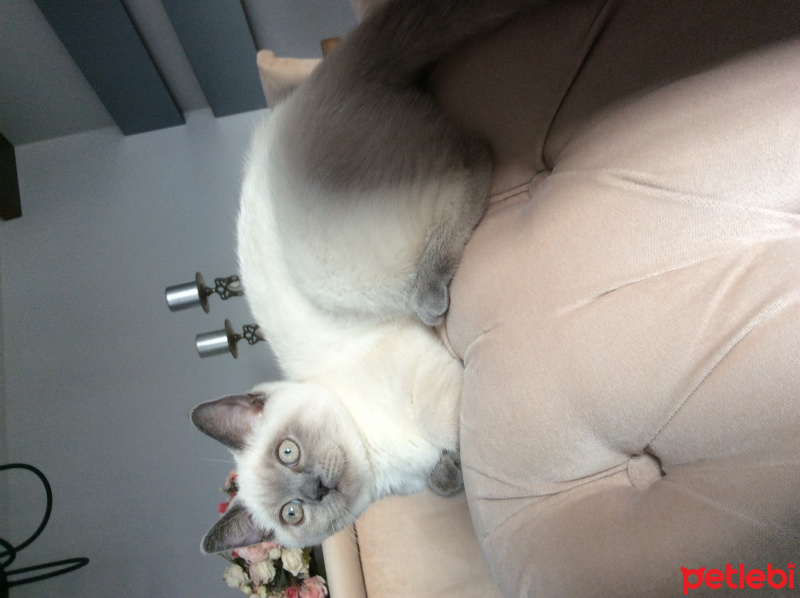 British Shorthair, Kedi  Mavi fotoğrafı