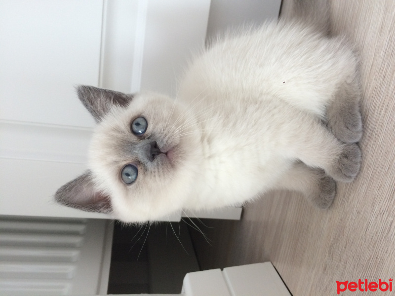 British Shorthair, Kedi  Mavi fotoğrafı