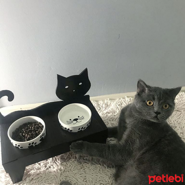 British Shorthair, Kedi  Ares fotoğrafı