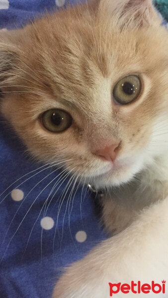 Scottish Fold, Kedi  Tokyo fotoğrafı