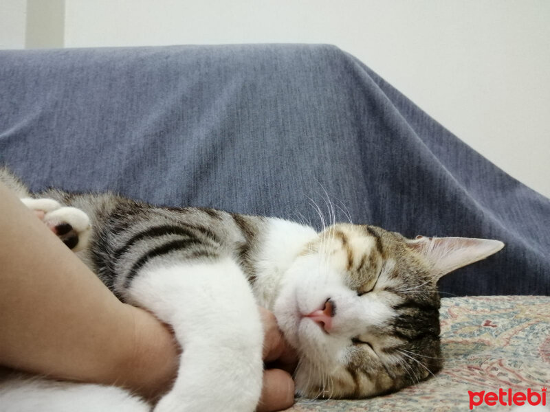 Tekir Kedi, Kedi  Çakır fotoğrafı