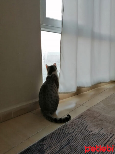 Tekir Kedi, Kedi  Çakır fotoğrafı