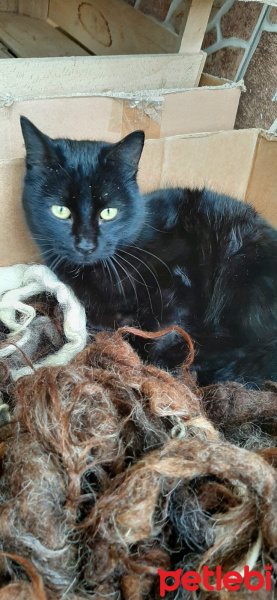 Tekir Kedi, Kedi  Panter fotoğrafı