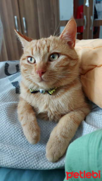 Sarman, Kedi  Garfield (Bebiş) fotoğrafı