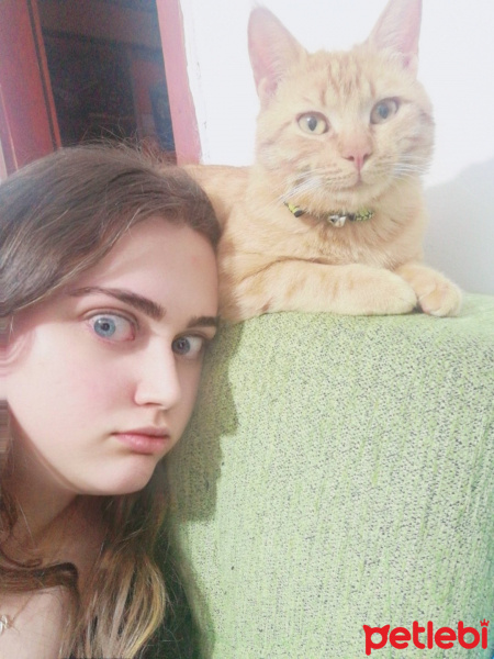 Sarman, Kedi  Garfield (Bebiş) fotoğrafı