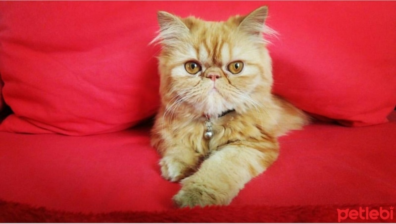 İran Kedisi (Persian), Kedi  Freud fotoğrafı