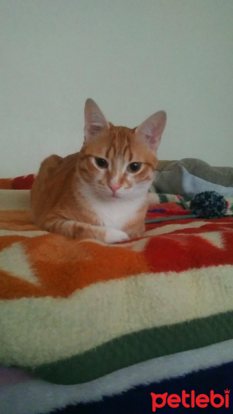 Sarman, Kedi  Portakal fotoğrafı