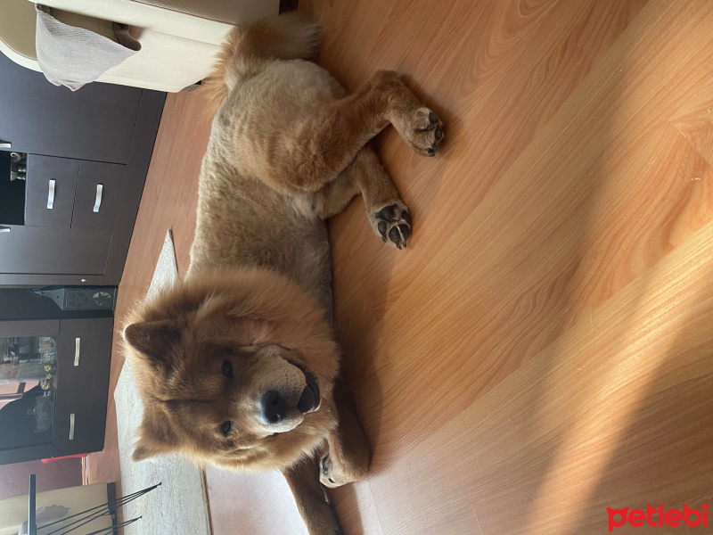 Chow Chow (çin Aslanı), Köpek  Merlot fotoğrafı