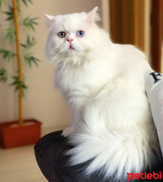 İran Kedisi (Persian), Kedi  Behlül fotoğrafı