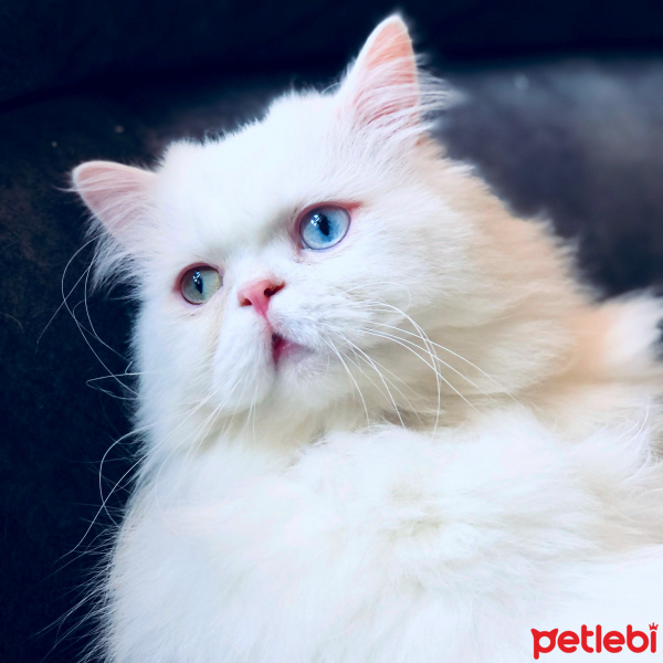 İran Kedisi (Persian), Kedi  Behlül fotoğrafı