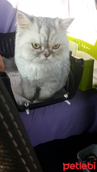 İran Kedisi (Persian), Kedi  Erik fotoğrafı