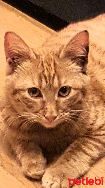 Sarman, Kedi  Badem fotoğrafı