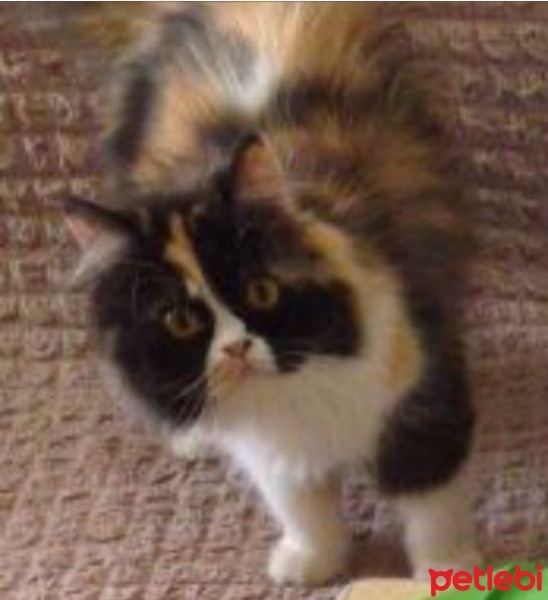 İran Kedisi (Persian), Kedi  Susam fotoğrafı