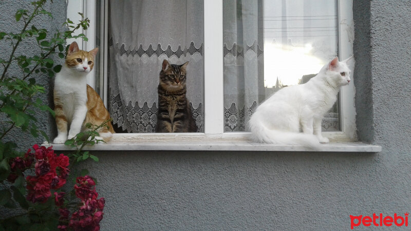 Tekir Kedi, Kedi  Fırfır Karam Behlül Balım Miniş fotoğrafı