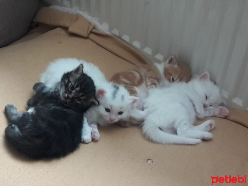 Tekir Kedi, Kedi  Fırfır Karam Behlül Balım Miniş fotoğrafı