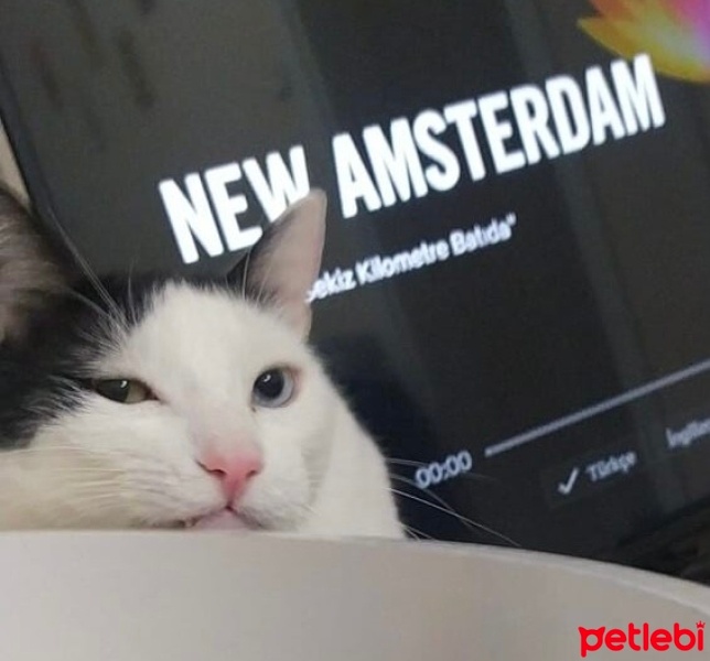 Van Kedisi, Kedi  Pamuk fotoğrafı