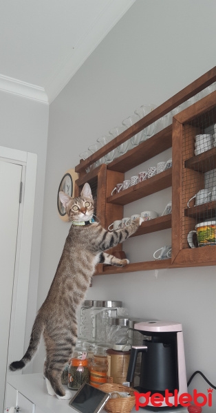 Tekir Kedi, Kedi  Messi fotoğrafı