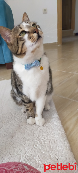 Tekir Kedi, Kedi  Tekir fotoğrafı