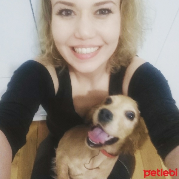 Amerikan Cocker Spaniel, Köpek  ceilae  fotoğrafı