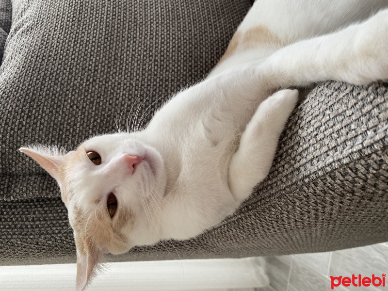 Tekir Kedi, Kedi  Temel fotoğrafı