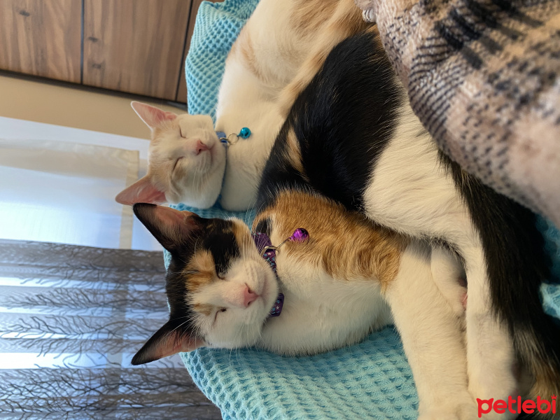 Tekir Kedi, Kedi  Karamel fotoğrafı