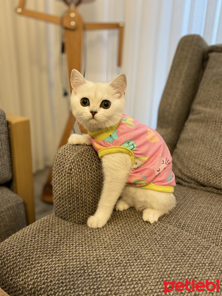 British Shorthair, Kedi  Mia fotoğrafı