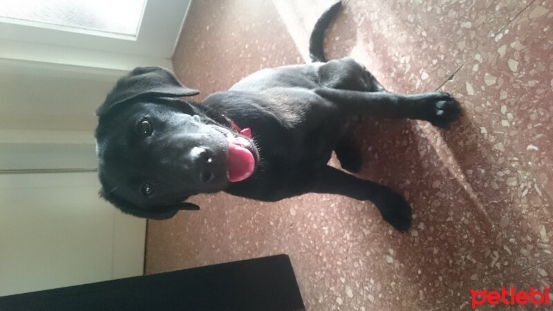 Labrador Retriever, Köpek  Venüs fotoğrafı