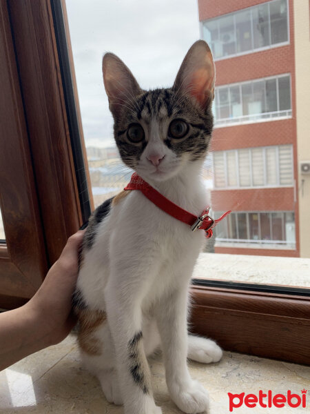 Tekir Kedi, Kedi  Lucky fotoğrafı