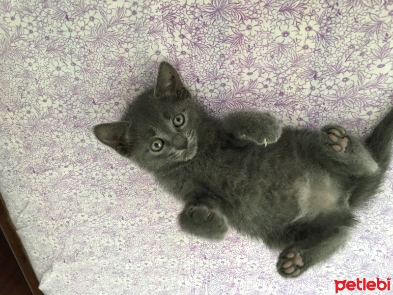 Scottish Fold, Kedi  Zuzu fotoğrafı
