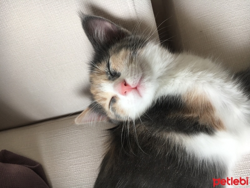 Tekir Kedi, Kedi  karamel fotoğrafı