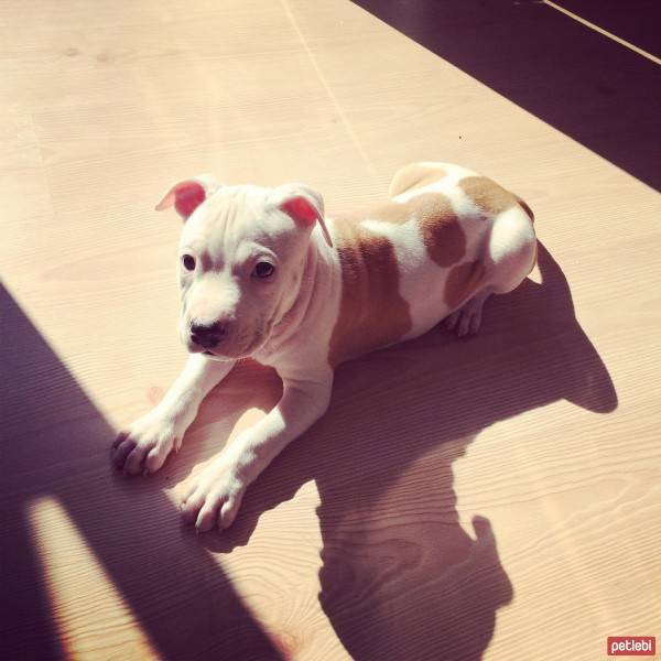 Amerikan Staffordshire Terrier, Köpek  BOYKA fotoğrafı