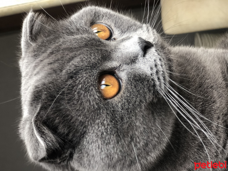 Scottish Fold, Kedi  Picasso fotoğrafı