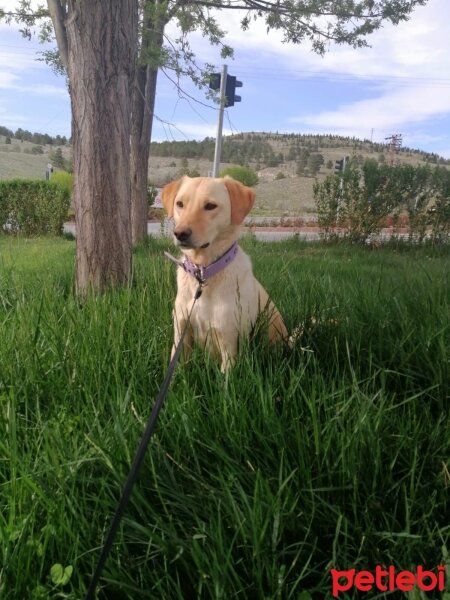 Golden Retriever, Köpek  Elmander fotoğrafı