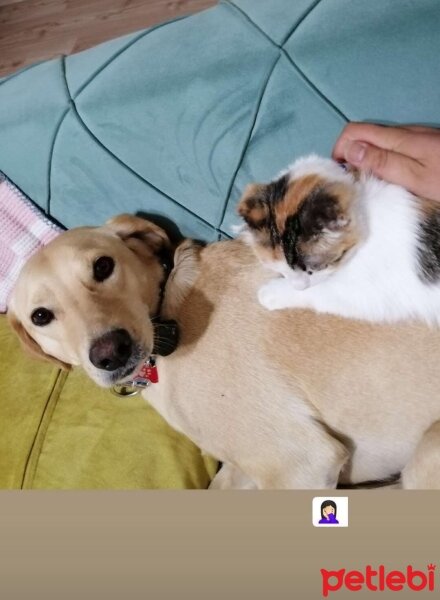 Golden Retriever, Köpek  Elmander fotoğrafı