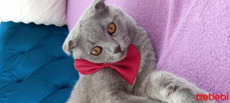 Scottish Fold, Kedi  Nefes fotoğrafı
