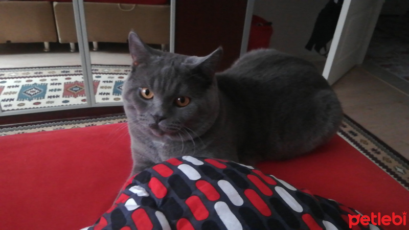 British Shorthair, Kedi  Leo fotoğrafı