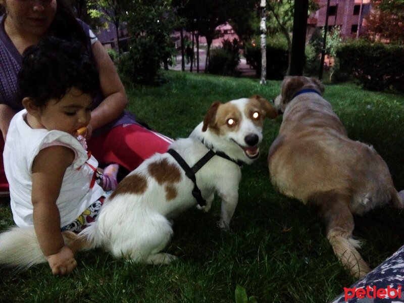 Jack Russell Terrier, Köpek  Fındık fıstık  fotoğrafı